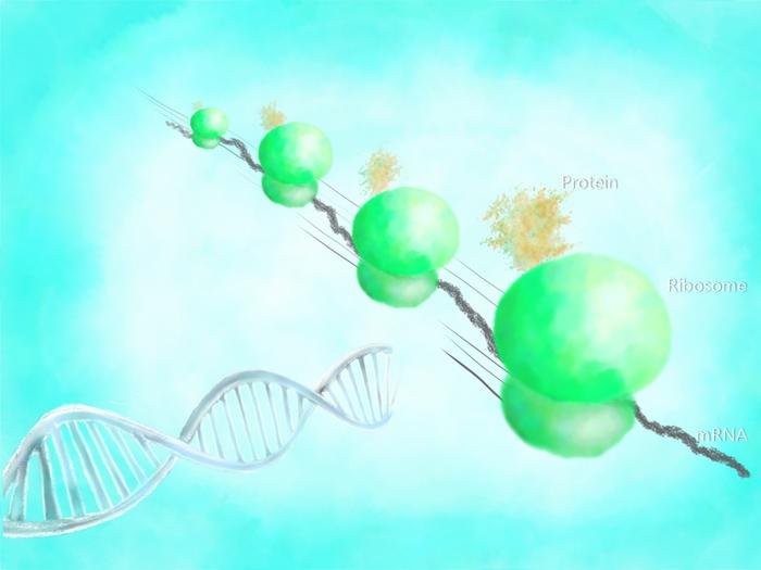 Proteine werden durch zwei Prozesse synthetisiert, an denen die DNA beteiligt ist: die Transkription, bei der die DNA in mRNA umgewandelt wird, und die Translation, bei der Ribosomen die mRNA lesen und die Aminosäuren nacheinander zu Proteinen verknüpfen. Dieses Bild veranschaulicht den Übersetzungsprozess, der beschleunigt wird, um Proteine effizienter zu produzieren. Credits: Teruyo Ojima-Kato