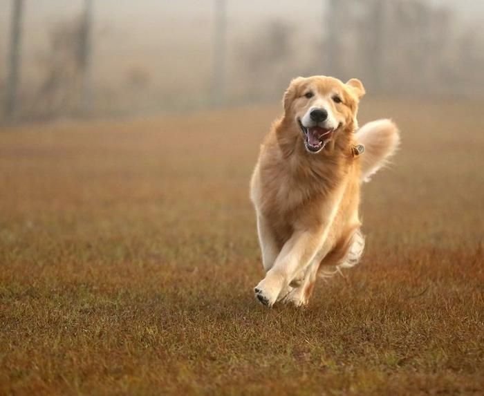 This golden retriever, involved in the study, shows ‘good behaviour’.Credit
Morris Animal Foundation
