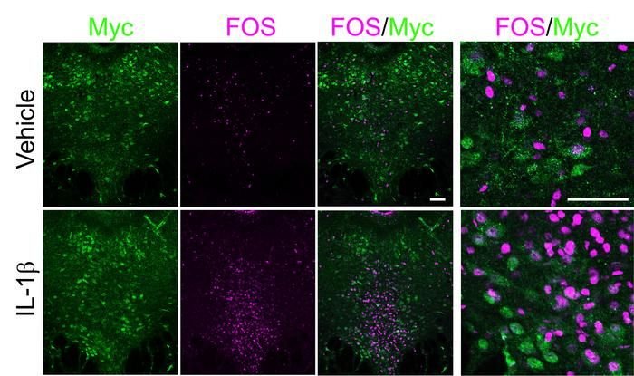 Eine Abbildung aus dem Artikel veranschaulicht, dass bei Zellen, die myc (grün), einen Stellvertreter für den IL-1R1-Rezeptor, exprimieren, die neuronale Aktivierung, gemessen mit fos (magenta), viel größer ist, wenn IL-1 beta verabreicht wird, als wenn eine Kontrollchemikalie (Vehikel) verabreicht wird.Credits
Cho Lab/MIT Picower Institut